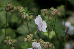 Image of Cranesbill 